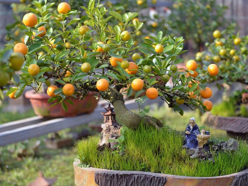 quà tết bố mẹ